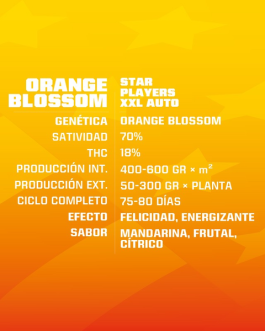 Orange Blossom XXL Auto x12