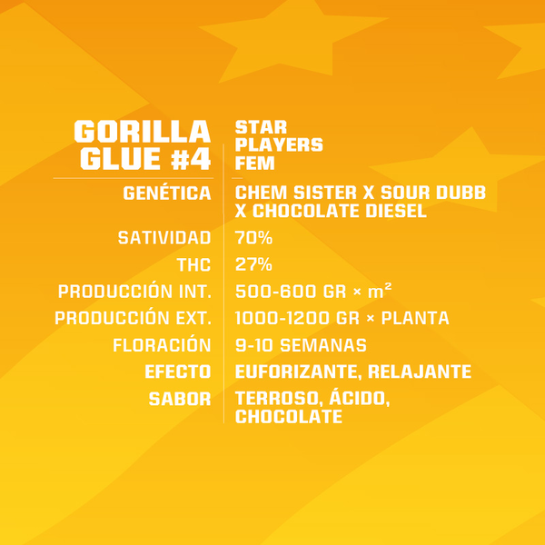 Gorilla Glue #4 Fem x2 - BSF SEEDS - Imagen 2