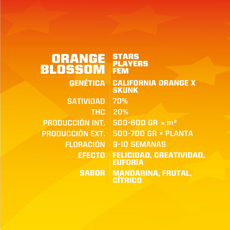 Orange Blossom Fem x4 - BSF SEEDS - Imagen 2