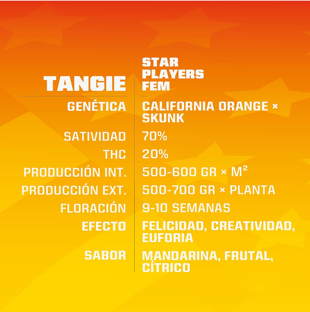 Tangie Fem x2 - BSF SEEDS - Imagen 2