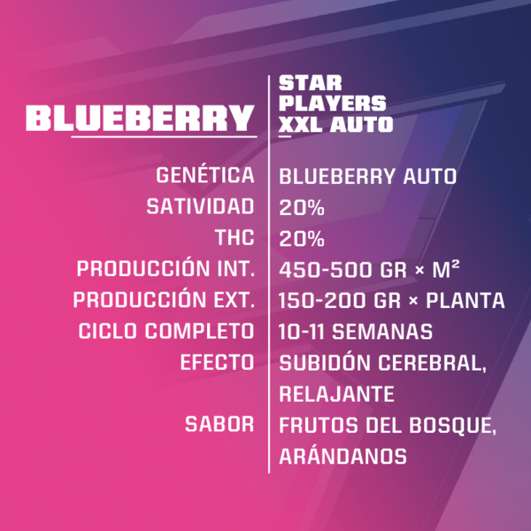 Blueberry XXL Auto x2 - Imagen 2
