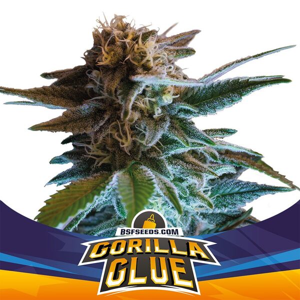Gorilla Glue Auto x12 - Imagen 3