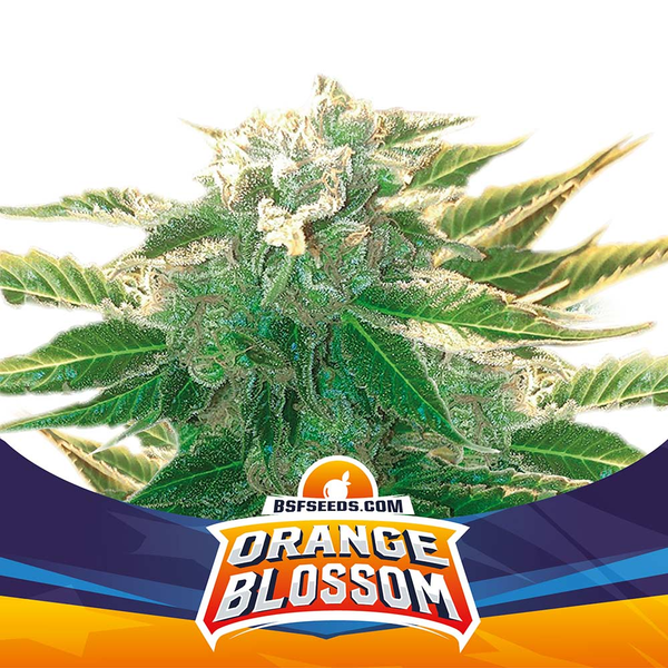Orange Blossom XXL Auto x12 - Imagen 3