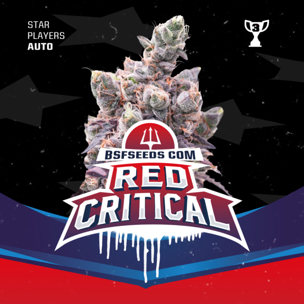 Red Critical Auto x2 - Imagen 3
