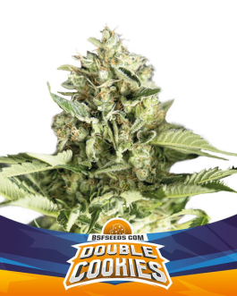 Double Cookies Auto x2