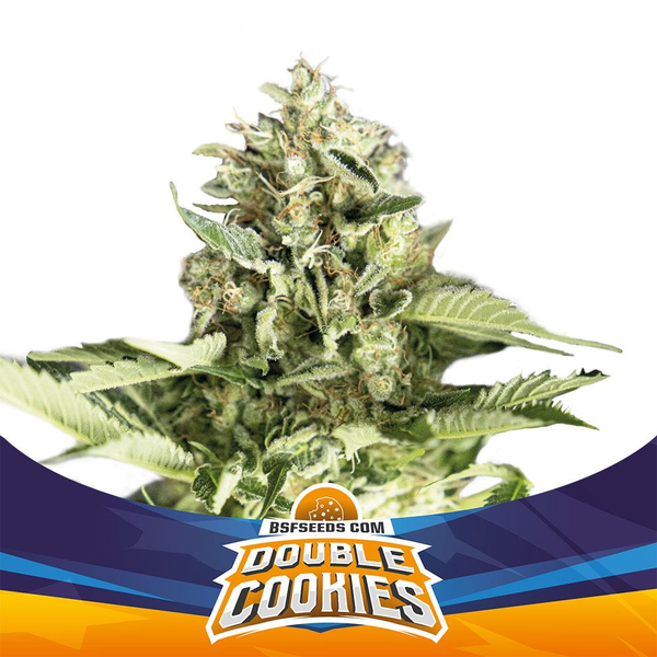 Double Cookies Auto x2 - Imagen 2