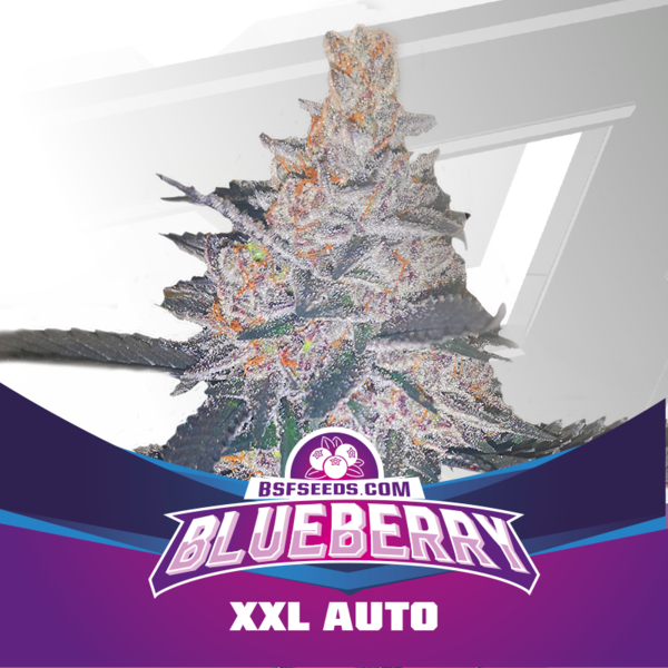Blueberry XXL Auto x2 - Imagen 3