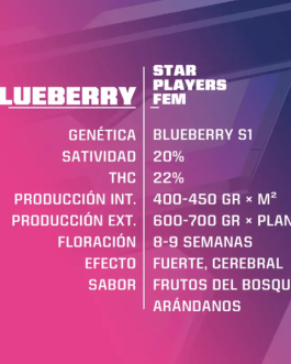Blueberry Fem x4 – BSF SEEDS