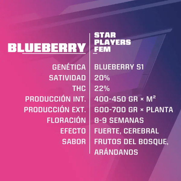 Blueberry Fem x2 - BSF SEEDS - Imagen 2