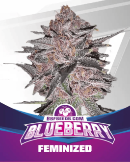 Blueberry Fem x4 – BSF SEEDS
