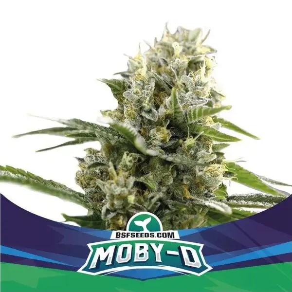 Moby D XXL Auto x2 - Imagen 3