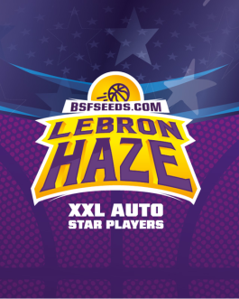 Lebron Haze XXL Auto x12