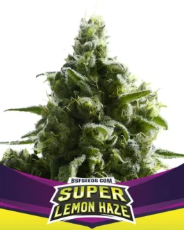 Super Lemon Haze Fem x4 – BSF SEEDS