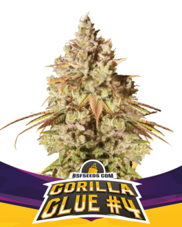 Gorilla Glue #4 Fem x4 – BSF SEEDS