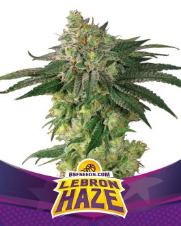 Lebron Haze Fem x2 – BSF SEEDS