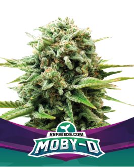 Moby D Fem x4 – BSF SEEDS