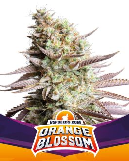 Orange Blossom Fem x4 – BSF SEEDS