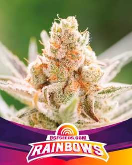Rainbows Fem x4 – BSF SEEDS