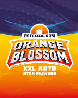 Orange Blossom XXL Auto x12