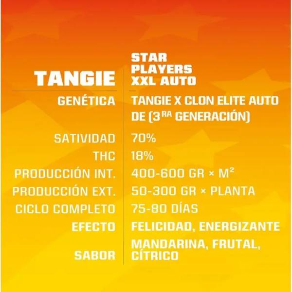 Tangie XXL Auto x2 - Imagen 2