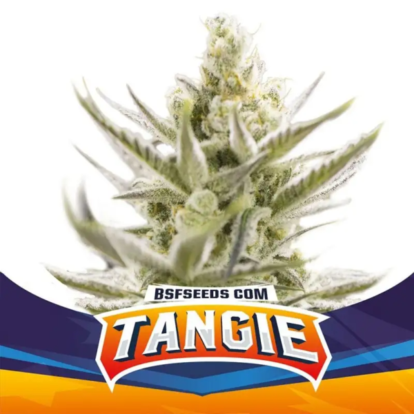 Tangie XXL Auto x2 - Imagen 3